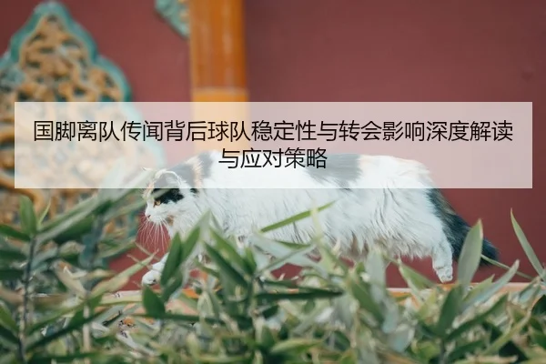 国脚离队传闻背后球队稳定性与转会影响深度解读与应对策略